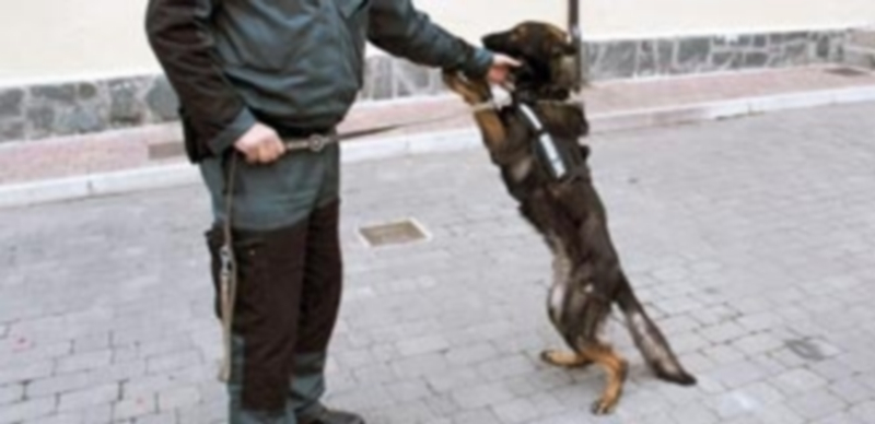 ‘Azor’ es el perro que llevó a cabo el hallazgo de la droga en una de las operaciones policiales. / El Adelantado