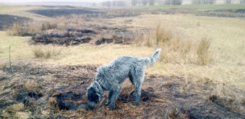 Imagen de una zona en la que ha empezado a aplicarse las quemas controladas para luchar contra los topillos. / F. D.