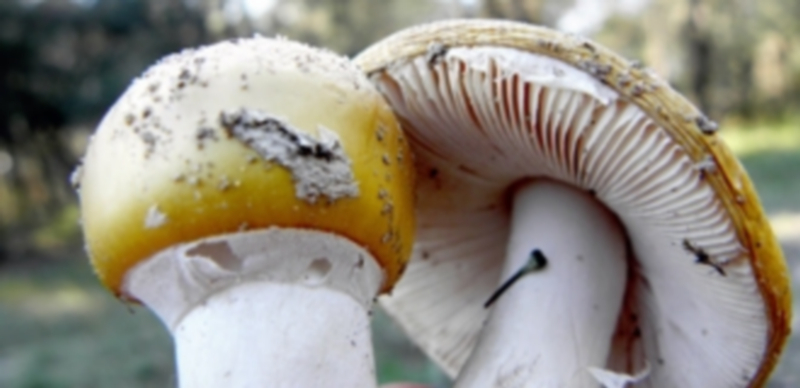Imagen de archivo de dos ejemplares de un tipo de setas que puede encontrarse en montes de la zona. / Ical
