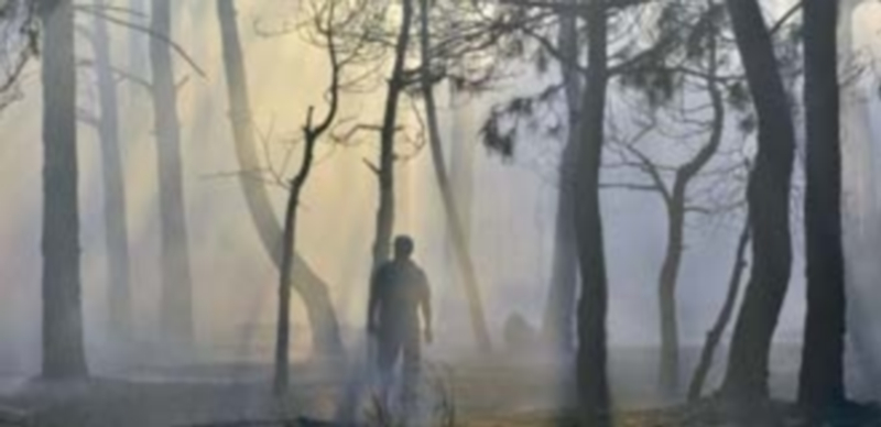 Una zona de pinar que ardió el miércoles entre Mozoncillo y Carbonero el Mayor. / Kamarero