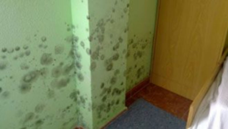 Un estudio advierte sobre el riesgo sanitario de la humedad en los hogares 1 Pared de una vivienda afectada por graves problemas de humedad. / El Adelantado