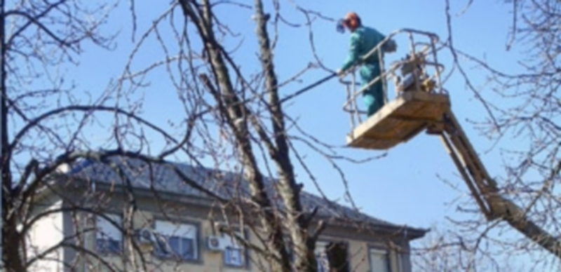 La poda se realiza de forma simultánea distintos puntos de la ciudad. / El Adelantado