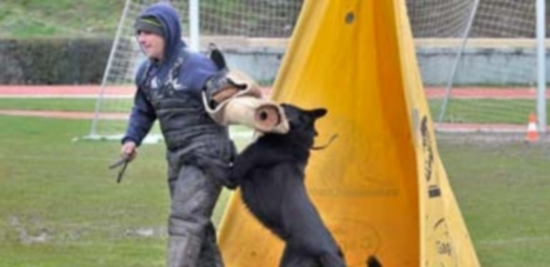 Unos 450 perros de pura raza de Pastor Alemán participarán en ‘Siegerschau’ 1 La participación en el certamen se ha incrementado un 10% en esta edición