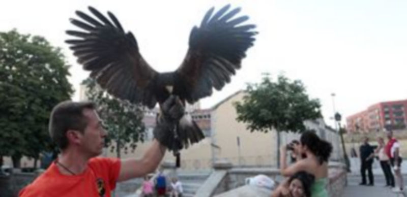 Gustavo Sebastián se dispone a soltar una de sus rapaces