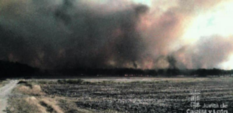 El fuego de Pinarejos afectó a una importante zona de pinares. / Chantal Núñez