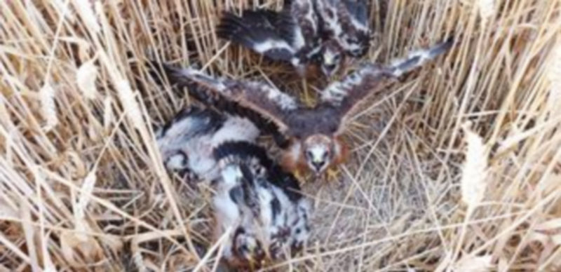 Uno de los nidos de aguilucho cenizo descubierto por SEO - Segovia en un trigal de la Campiña./ El Adelantado
