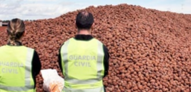 Dos agentes de la Guardia Civil observan las piñas decomisadas en el almacén de Villaverde de íscar. / El Adelantado