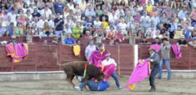 Un instante de la típica becerrada de los camareros para celebrar la festividad de Santa Marta