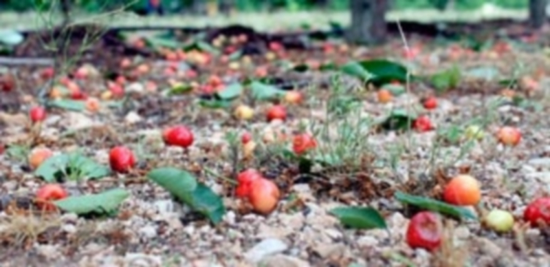 Los cultivos principalmente afectados son los cereales de invierno