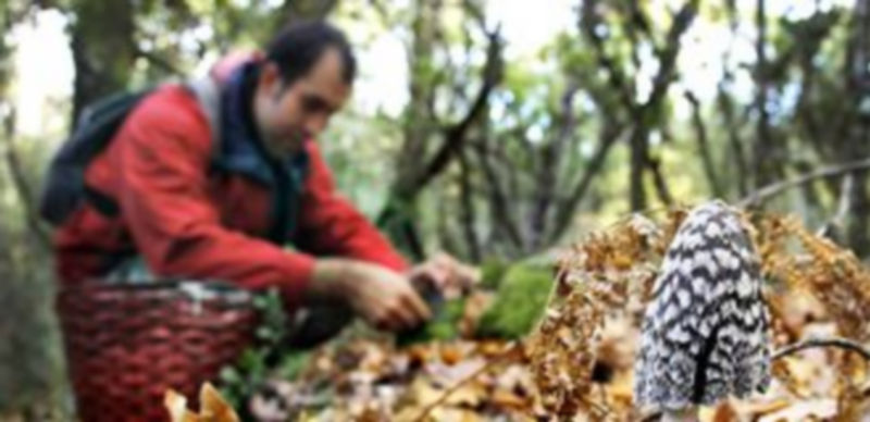 Unas 7.000 nuevas hectáreas se incorporan a la superficie regulada en Segovia