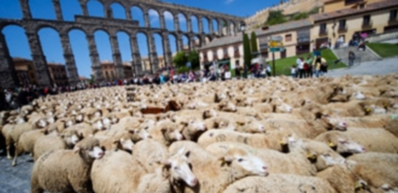 Las ovejas volverán a adueñarse del entorno del Acueducto el próximo domingo. / El Adelantado