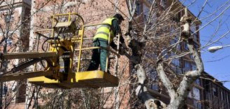 Una de las podas que se están llevando a cabo en las calles de Segovia esta semana. / Juan Martín