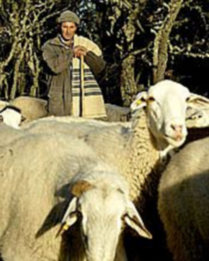 Un pastor de ovino en una de las provincias de Castilla y León. / ICAL