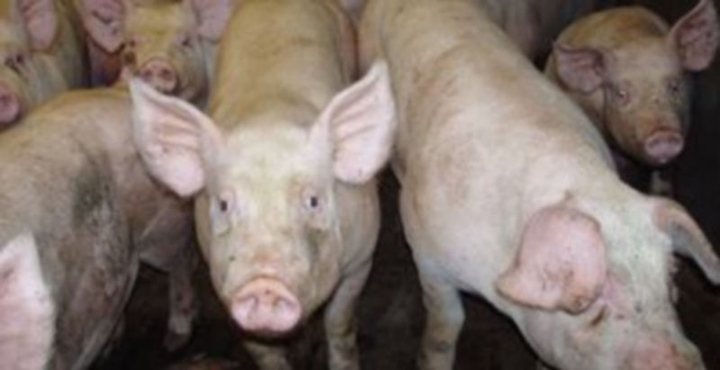 El PIB del sector agropecuario ha experimentado un sensible crecimiento en el primer trimestre