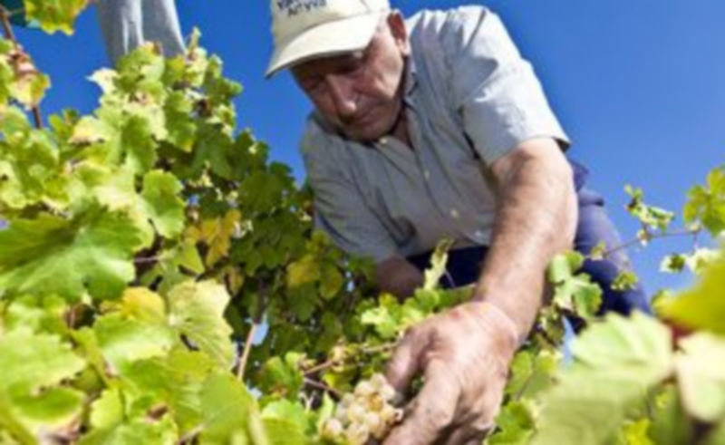 Un agricultor examina el estado de un racimo de uvas de Rueda