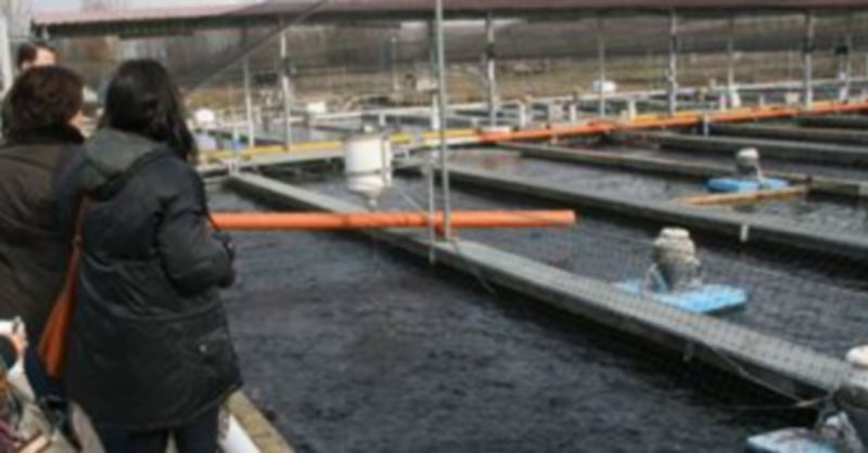 Instalaciones de la piscifactoría de IPEASA en Fuentidueña