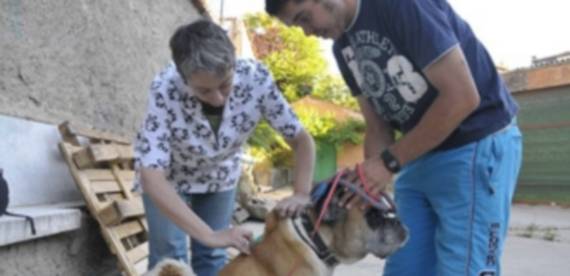 La campaña antirrábica de perros se mantendrá activa hasta septiembre 1 Un veterinario vacuna a un perro durante la campaña antirrábica del pasado año. / Alberto Benavente