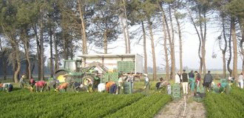 Las instalaciones de Viveros Campiñas son modernas