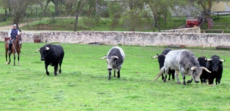 La corrida destinada a Segovia pace tranquilamente en un cerramiento de la finca. / P. P.