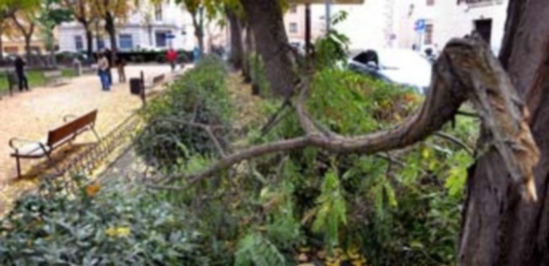 El fuerte viento derribó algunas ramas en algunos jardines