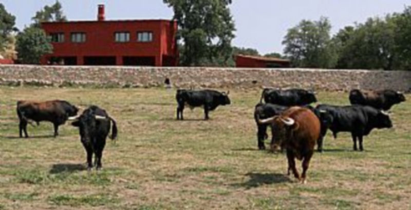 Ocho bonitos y cuajados toros de Marqués de Quintanar destinados para la corrida del sábado en Segovia. / Pablo Pastor