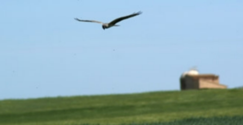 Un ejemplar de aguilucho cenizo