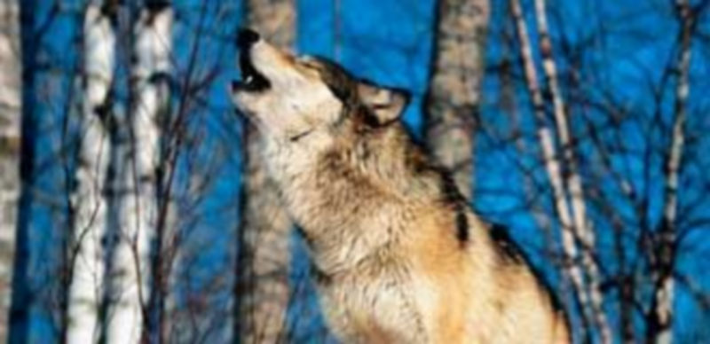 Un lobo aullando