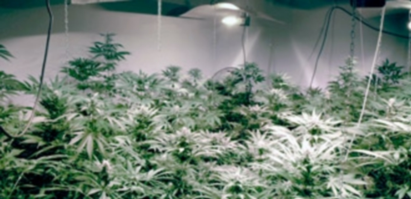 Una de las habitaciones donde los detenidos tenían las plantas de marihuana en un piso de Zamarramala. / Kamarero