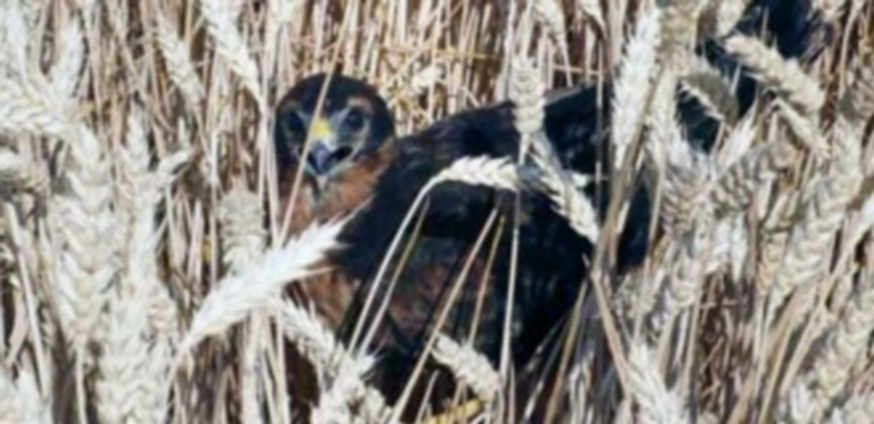 Un ejemplar de aguilucho cenizo en un paraje cerealístico de la provincia. / El Adelantado
