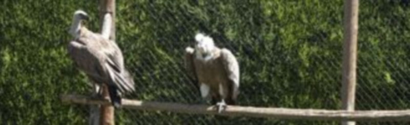 Los buitres leonados y las cigüeñas blancas son las especies que mejor se recuperan en el CRAS./ Juan Martín