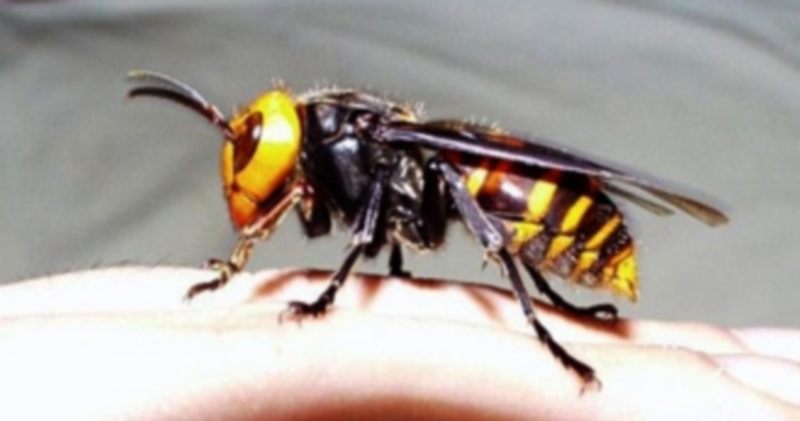 Un ejemplar de avispón asiático mide cerca de tres centímetros de longitud. / ecometta.org