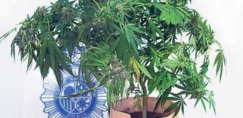 La planta intervenida tenía una altura de más de un metro. / El Adelantado