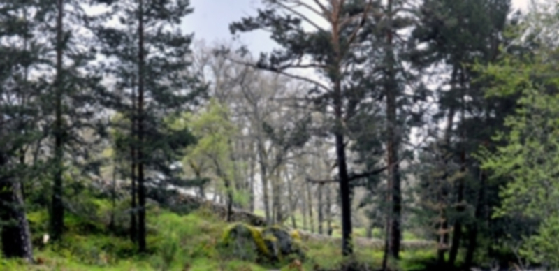 Imagen de uno de los montes de la provincia de Segovia. / Kamarero