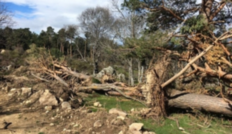 Destrozo de árboles durante la construcción de los nuevos caminos. / El Adelantado