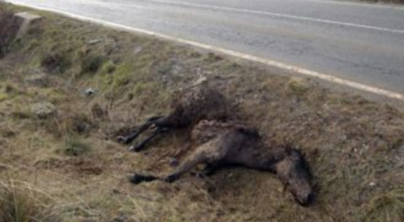 Un potro atropellado yace muerto en una de las cunetas de la carretera de Segovia a La Granja