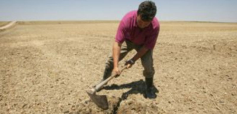 El sector agrícola ha generado empleo en el primer trimestre. / ICAL