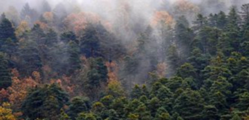 Félix Montes pone como ejemplo la gestión de los Montes de Valsaín. / Alberto Benavente