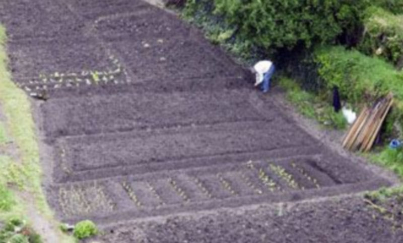 Imagen de archivo de un hortelazo en la zona de San Lorenzo. / J. Martín