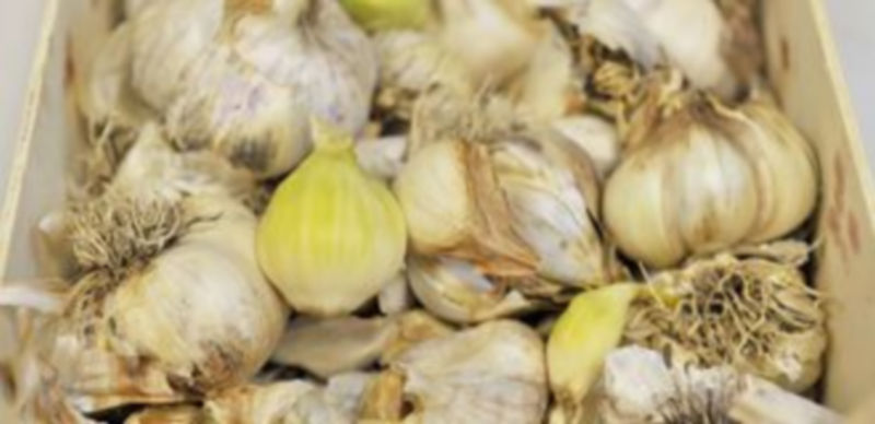 El ajo cultivado en las zonas de Segovia y Valladolid tiene una alta calidad gracias a la climatología y condiciones del suelo. / K..