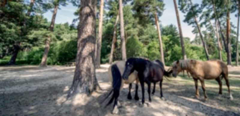 Mejoras en la conservación de hábitats en Castilla y León para favorecer la biodiversidad y reducir incendios./ Kamarero