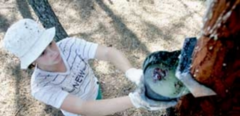 El sector resinero es uno de los más importantes y en alza de la provincia de Segovia. / Ical