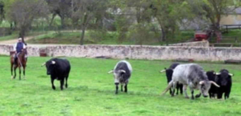 El mayoral de la ganadería de Marqués de Quintanar