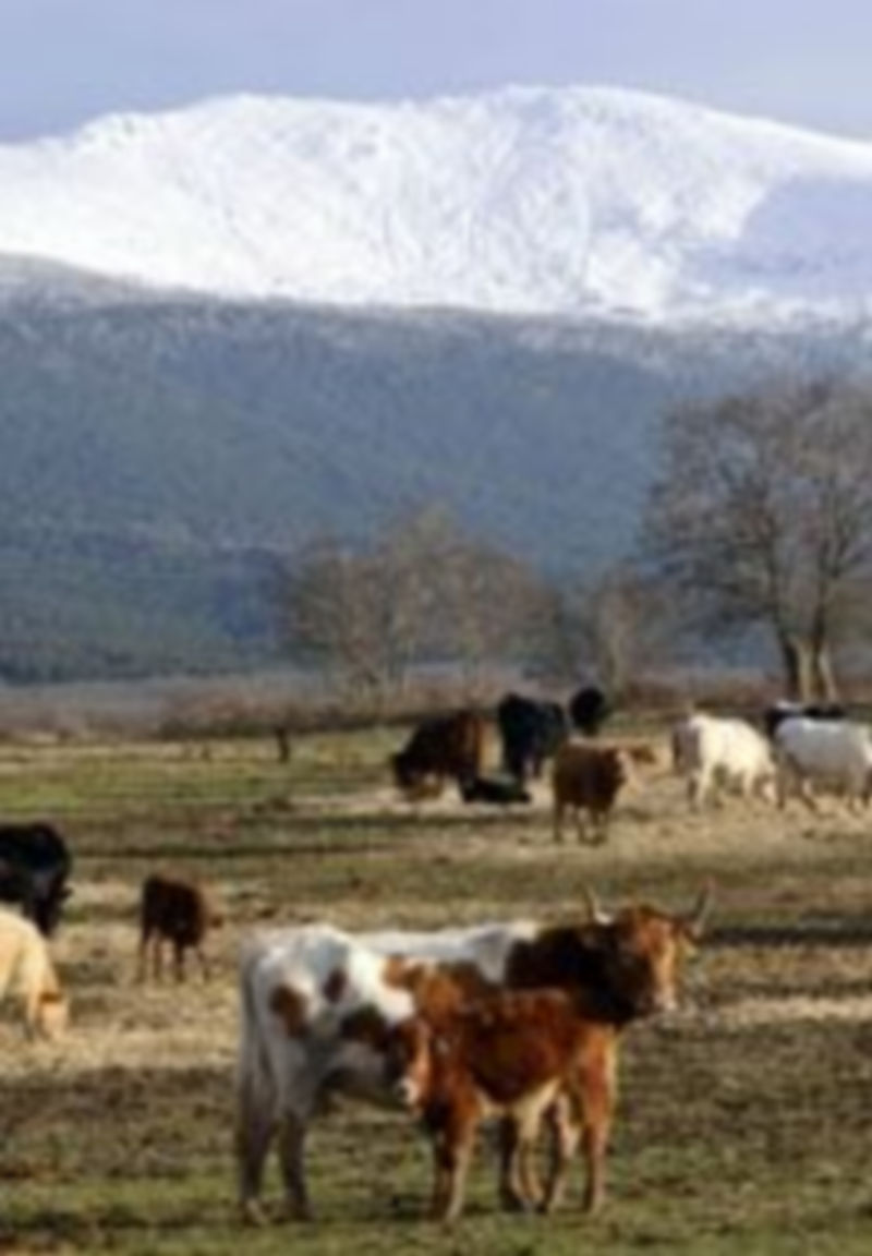 Segovia mejora los resultados en la lucha contra las enfermadades animales. /J.M.