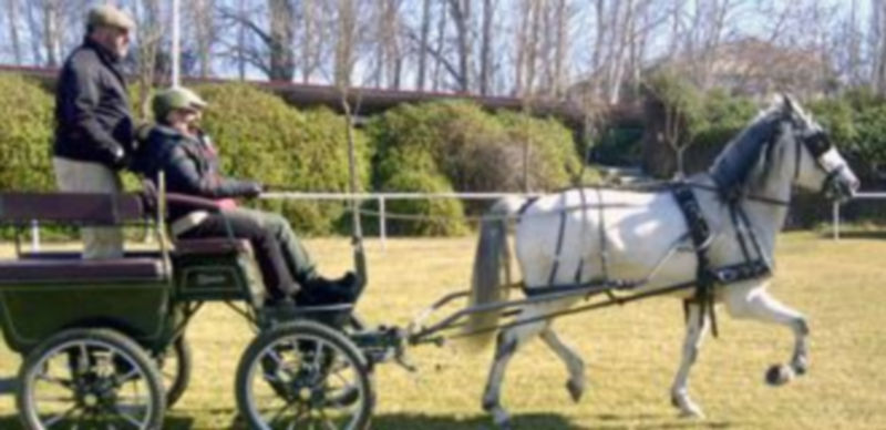 Tronco de tiro de cuatro caballos en una de las pruebas realizadas ayer por la mañana en el final del curso. / El Adelantado