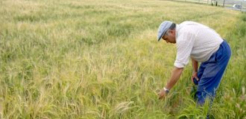 Imagen de archivo de un agricultor de la provincia examinando el estado de su cultivo de cereal. / F. D.