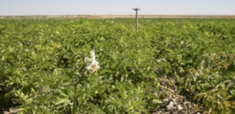 La Comarca Tierra de Pinares es una de las mayores productoras de hortalizas./ Gabriel Gómez