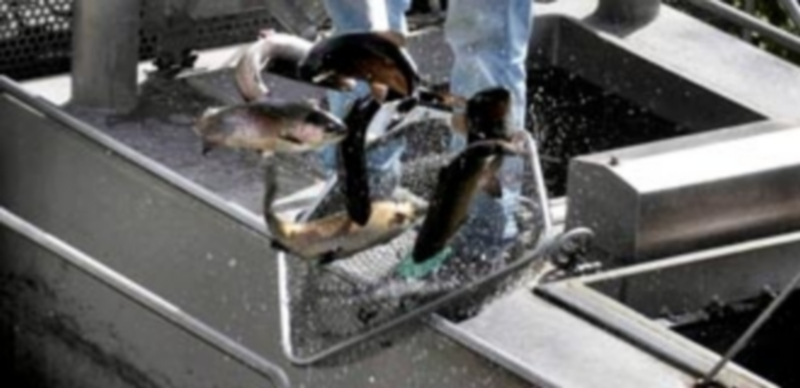 Suelta de truchas arcoíris en el coto de Revenga