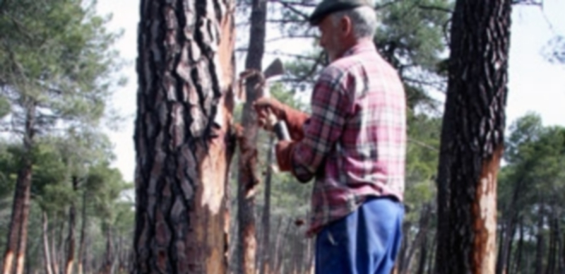 Un trabajador forestal extrae resina de un árbol en un pinar de Cabezuela. / El Adelantado