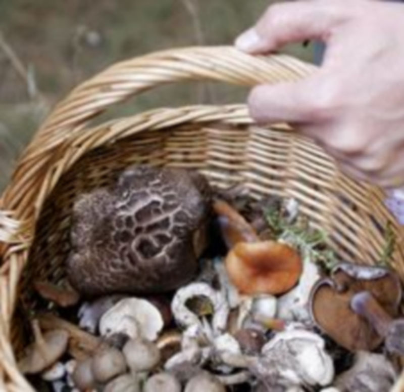 Las setas se comercializan después de pasar un control sanitario. / Ical