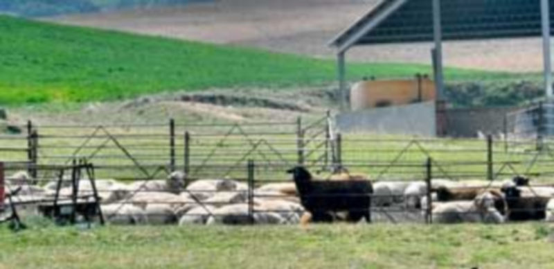 Los agricultores y ganaderos tienen hasta el 30 de abril de plazo para presentar las solicitudes de la PAC. / Kamarero